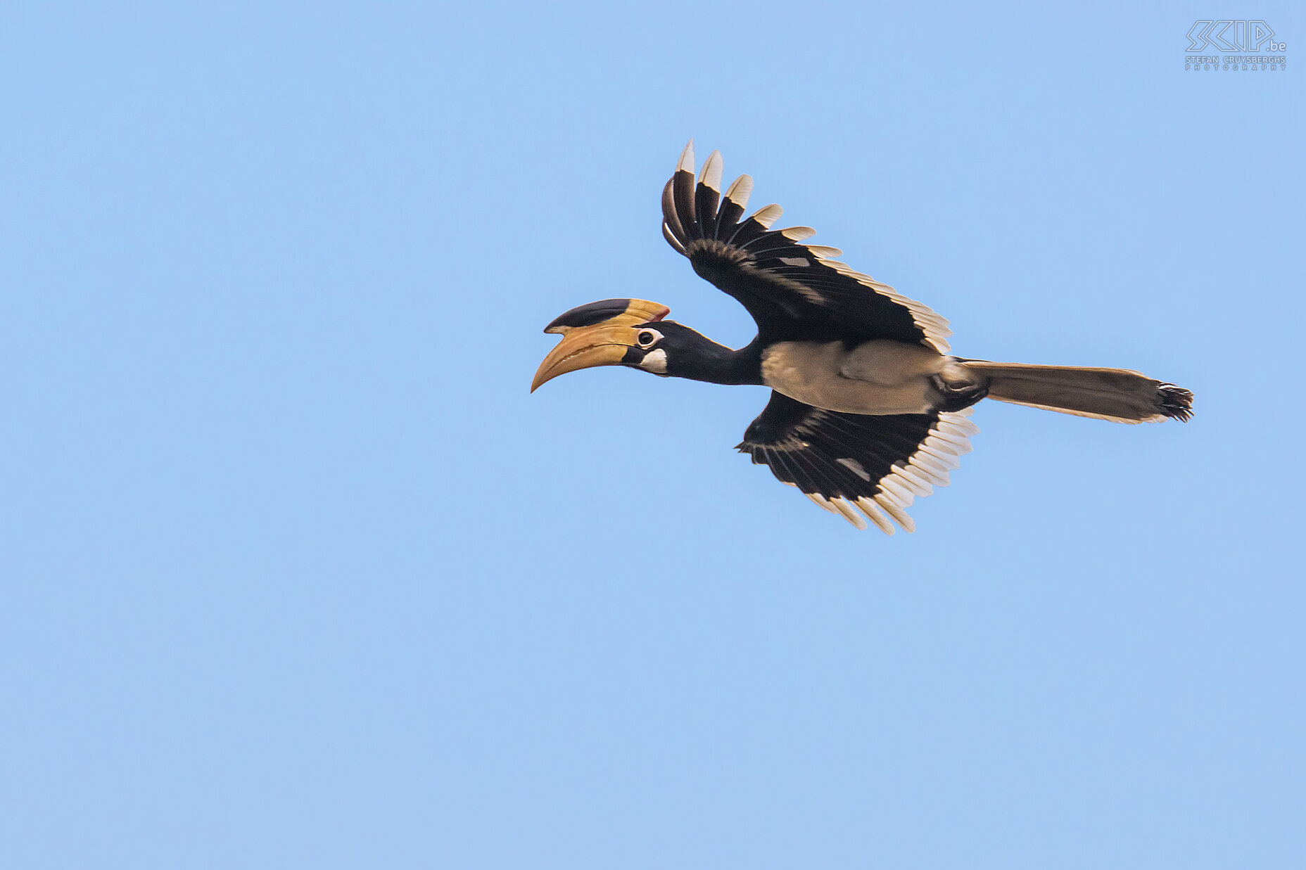 Dandeli - Overvliegende Malabarneushoornvogel De malabarneushoornvogel (Malabar pied hornbill, Anthracoceros coronatus) is 68 cm lang en heeft een indrukwekkende snavel met hoorn. Ze leven voornamelijk van wilde vruchten.  Stefan Cruysberghs